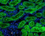 Kir7.1 (extracellular) Antibody in Immunohistochemistry (Paraffin) (IHC (P))