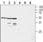 KV beta 1 Antibody in Western Blot (WB)