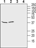 Kir4.1 (KCNJ10) (extracellular) Antibody in Western Blot (WB)