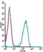 KCNQ1 (extracellular) Antibody in Flow Cytometry (Flow)