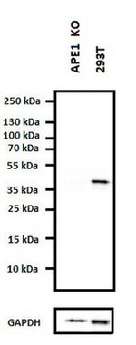 APE1 Antibody