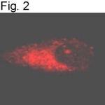 APH1 Antibody in Immunocytochemistry (ICC/IF)