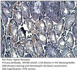 Apelin Receptor Antibody in Immunohistochemistry (IHC)