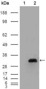 ApoA1 Antibody in Western Blot (WB)