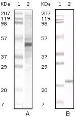 Apolipoprotein A5 Antibody in Western Blot (WB)