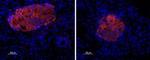 P2X7 Receptor Antibody in Immunohistochemistry (Paraffin) (IHC (P))