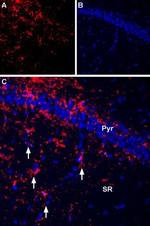 P2X7 Receptor Antibody in Immunohistochemistry (Frozen) (IHC (F))