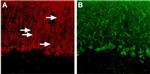 P2Y4 Receptor Antibody in Immunohistochemistry (IHC)