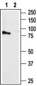 P2Y4 Receptor Antibody in Western Blot (WB)