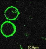 P2X7 Receptor (extracellular) Antibody in Immunocytochemistry (ICC/IF)