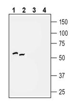 P2Y2 Receptor Antibody in Western Blot (WB)