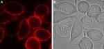 P2Y12 Receptor (extracellular) Antibody in Immunocytochemistry (ICC/IF)