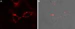 P2Y1 Receptor (extracellular) Antibody in Immunocytochemistry (ICC/IF)