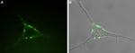 P2Y1 Receptor (extracellular) Antibody in Immunocytochemistry (ICC/IF)