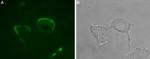 P2X1 Receptor (extracellular) Antibody in Immunocytochemistry (ICC/IF)