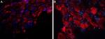 P2X3 Receptor (extracellular) Antibody in Immunohistochemistry (Frozen) (IHC (F))