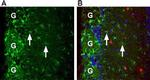 Prokineticin Receptor 1 (extracellular) Antibody in Immunohistochemistry (Frozen) (IHC (F))