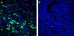 Platelet-activating factor receptor (extracellular) Antibody in Immunohistochemistry (Frozen) (IHC (F))