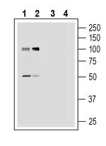 Platelet-activating factor receptor (extracellular) Antibody in Western Blot (WB)