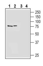 Platelet-activating factor receptor (extracellular) Antibody in Western Blot (WB)