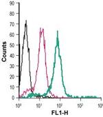 Prostaglandin E Receptor EP2/PTGER2 (extracellular) Antibody in Flow Cytometry (Flow)