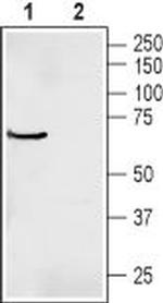 Prostaglandin E Receptor EP3 (PTGER3) Antibody in Western Blot (WB)