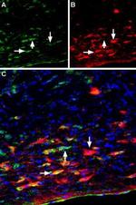 Plexin-A2 (extracellular) Antibody in Immunohistochemistry (Frozen) (IHC (F))