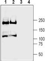 Plexin-A2 (extracellular) Antibody in Western Blot (WB)