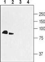 PSD-95 Antibody in Western Blot (WB)