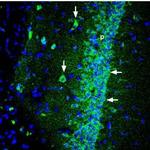 Shank1 Antibody in Immunohistochemistry (Frozen) (IHC (F))