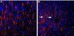 Shank3 Antibody in Immunohistochemistry (Frozen) (IHC (F))