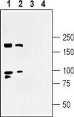 Shank3 Antibody in Western Blot (WB)