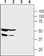 PICK1 Antibody in Western Blot (WB)