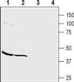 PICK1 Antibody in Western Blot (WB)