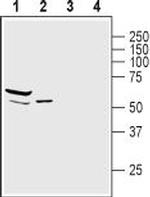 alpha 1-Syntrophin (SNTA1) Antibody in Western Blot (WB)