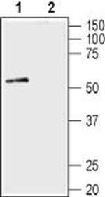 alpha 1-Syntrophin (SNTA1) Antibody in Western Blot (WB)