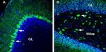 Homer2 Antibody in Immunohistochemistry (Frozen) (IHC (F))