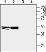 Homer2 Antibody in Western Blot (WB)