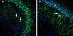 GIPC1 Antibody in Immunohistochemistry (Frozen) (IHC (F))