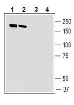 IQGAP1 Antibody in Western Blot (WB)