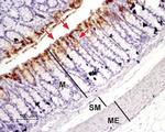 Aquaporin 3 Antibody in Immunohistochemistry (Paraffin) (IHC (P))