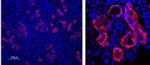 Aquaporin 3 Antibody in Immunohistochemistry (Paraffin) (IHC (P))