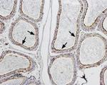 Aquaporin 9 Antibody in Immunohistochemistry (Paraffin) (IHC (P))