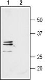 Aquaporin 9 Antibody in Western Blot (WB)