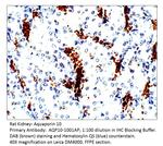 Aquaporin 10 Antibody in Immunohistochemistry (IHC)