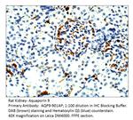 Aquaporin 9 Antibody in Immunohistochemistry (IHC)