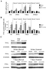 TNF alpha Antibody in Western Blot (WB)