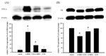 TNF alpha Antibody in Western Blot (WB)