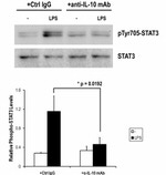 IL-10 Antibody in Neutralization (Neu)