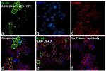 IL-10 Antibody in Immunocytochemistry (ICC/IF)